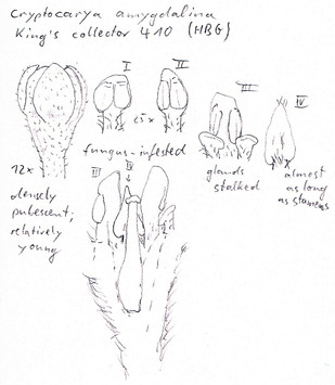 Vorschaubild Cryptocarya amygdalina Nees